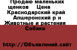 Продаю маленьких щенков. › Цена ­ 100 - Краснодарский край, Апшеронский р-н Животные и растения » Собаки   
